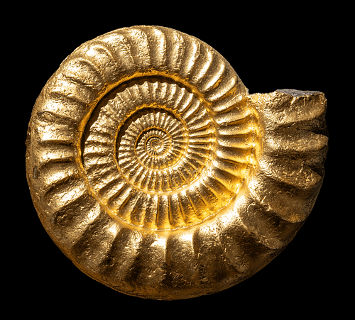Ammonit Arietites aus Albstadt Balingen